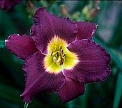 Hemerocallis 'Bella Lugosi'#1 Hemerocallis 'Bella Lugosi'#1