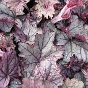 Heuchera Spellbound 175 Heuchera Spellbound 175
