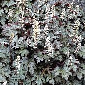 Heucherella Cracked Ice 175 Heucherella Cracked Ice 175