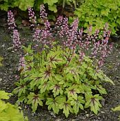 Heucherella Eye Spy 175 Heucherella Eye Spy 175