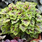 Heucherella Fire Frost 175 Heucherella Fire Frost 175