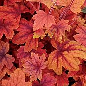 Heucherella 'Sweet Tea' 175 Heucherella 'Sweet Tea' 175