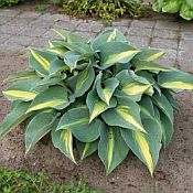 Hosta Catherine 175 Hosta Catherine 175