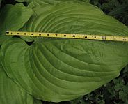 Hosta 'Sum & Substance' Hosta 'Sum & Substance'