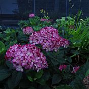 Hydrangea Invincible Ruby 175 Hydrangea Invincible Ruby 175