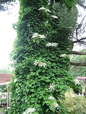 Hydrangea anomala petiolaris Hydrangea anomala petiolaris