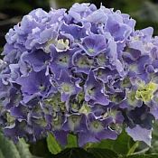 Hydrangea macro Spike 175 Hydrangea macro Spike 175