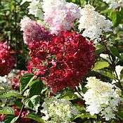 Hydrangea pan Diamond Rouge 175 Hydrangea pan Diamond Rouge 175