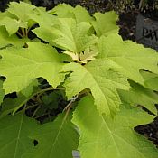 Hydrangea quer Little Honey Hydrangea quer Little Honey