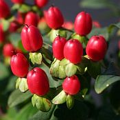 Hypericum Inodorum Red Flame 175 Hypericum Inodorum Red Flame 175