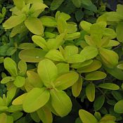 Hypericum c Golden Rule 175 Hypericum c Golden Rule 175