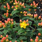 Hypericum inodorum Pumpkin 175 Hypericum inodorum Pumpkin 175