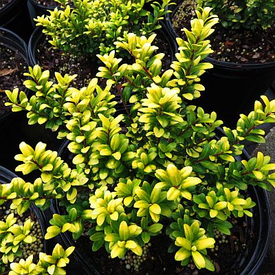 Ilex crenata Brass Buckle 400 Ilex crenata Brass Buckle 400