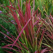 Imperata koenigii 'Red Baron' Imperata koenigii 'Red Baron'