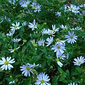 Kalimeris incisa Blue Star 175 Kalimeris incisa Blue Star 175
