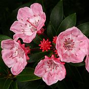 Kalmia 'Tinkerbell' 175 Kalmia 'Tinkerbell' 175