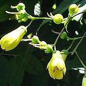Kirengeshoma palmata Kirengeshoma palmata