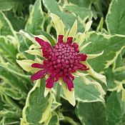 Knautia m Thunder and Lightning Knautia m Thunder and Lightning