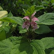 Lamium orvala 175 Lamium orvala 175