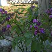 Lathyrus vernus 175 Lathyrus vernus 175
