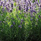 Lavandula ang SuperBlue Lavandula ang SuperBlue