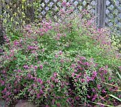 Lespedeza thun. 'Gilbralter' Lespedeza thun. 'Gilbralter'