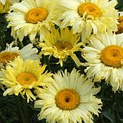 Leucanthemum s Goldfinch 175 Leucanthemum s Goldfinch 175
