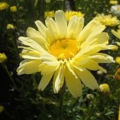 Leucanthemum superbum Real Dream 175 Leucanthemum superbum Real Dream 175
