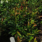 Leucothoe a Sparkle 175 Leucothoe a Sparkle 175