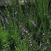 Liatris microcephala 175 Liatris microcephala 175