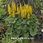 Ligularia Bottle Rocket Ligularia Bottle Rocket