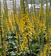 Ligularia stenocephala 'The Rocket' Ligularia stenocephala 'The Rocket'