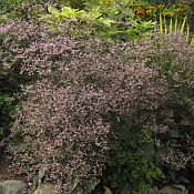 Limonium latifolium 175 Limonium latifolium 175