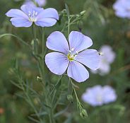 Linum perenne Linum perenne