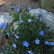 Lithodora Grace Ward 175 Lithodora Grace Ward 175
