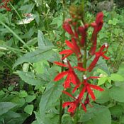 Lobelia cardinalis Lobelia cardinalis