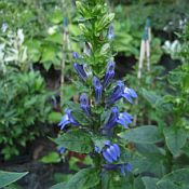 Lobelia siphilitica Lobelia siphilitica
