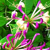 Lonicera pericly Belgica 175 Lonicera pericly Belgica 175