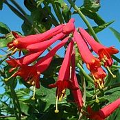 Lonicera semp. 'Major Wheeler' 175.best Lonicera semp. 'Major Wheeler' 175.best