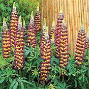 Lupine Manhattan Lights 175 Lupine Manhattan Lights 175