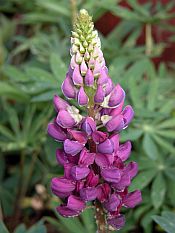Lupine Lupine