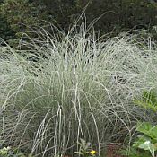Miscanthus s. 'Morning Light' Miscanthus s. 'Morning Light'