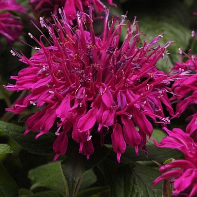 Monarda Balmy Purple 400 Monarda Balmy Purple 400