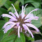 Monarda bradburiana 175 Monarda bradburiana 175