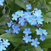 Myosotis sylvatica Myosotis sylvatica