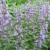 Nepeta Purrsian Blue 175 Nepeta Purrsian Blue 175