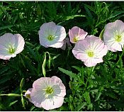 Oenothera speciosa 'Siskiyou' Oenothera speciosa 'Siskiyou'