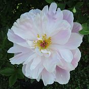 Paeonia Finest Hour 175 Paeonia Finest Hour 175