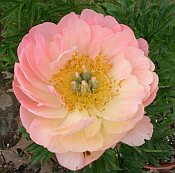 Paeonia Pink Hawaiian Coral Paeonia Pink Hawaiian Coral