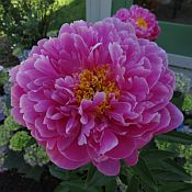 Paeonia Pink Kisses 175 Paeonia Pink Kisses 175